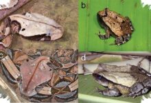 Katak Australia Ini Punya Trik Warna Langka untuk Mengecoh Predator