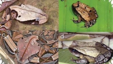 Katak Australia Ini Punya Trik Warna Langka untuk Mengecoh Predator