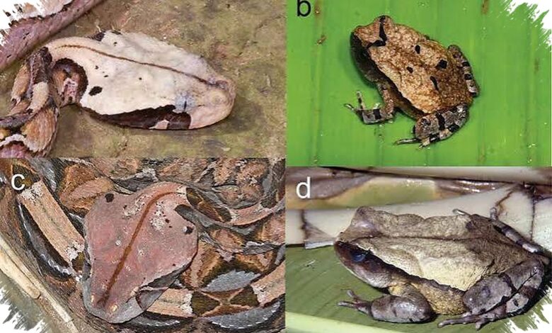 Katak Australia Ini Punya Trik Warna Langka untuk Mengecoh Predator