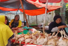 Pedagang Ayam di Lubuk Linggau Tetap Tenang, Isu Pindah ke Bukit Sulap Masih Menggantung