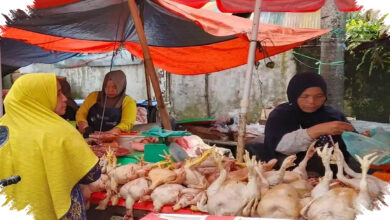 Pedagang Ayam di Lubuk Linggau Tetap Tenang, Isu Pindah ke Bukit Sulap Masih Menggantung