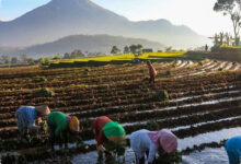 Kopdes Merah Putih Dapat Peran Baru, Salurkan Bansos Sekaligus Jaga Harga Panen Petani