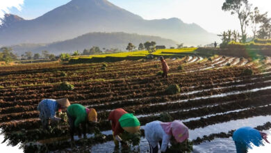 Kopdes Merah Putih Dapat Peran Baru, Salurkan Bansos Sekaligus Jaga Harga Panen Petani