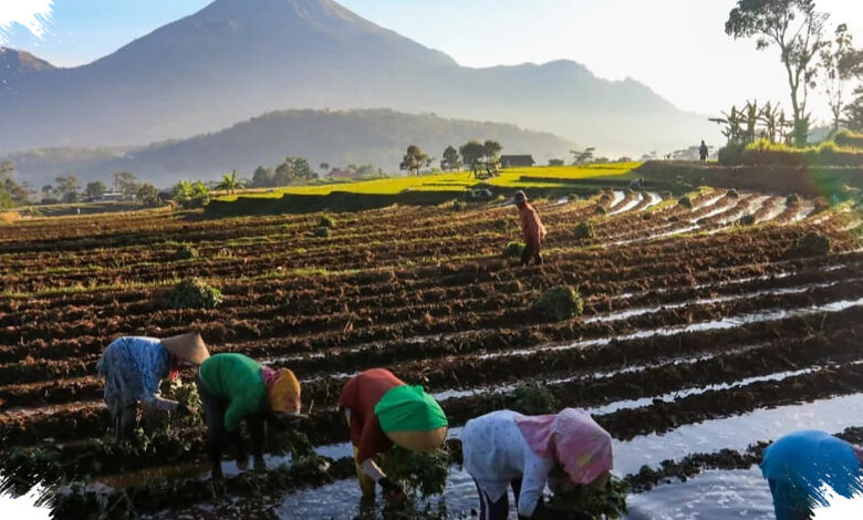 Kopdes Merah Putih Dapat Peran Baru, Salurkan Bansos Sekaligus Jaga Harga Panen Petani