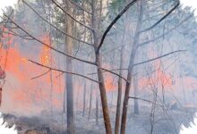 Ribuan Hotspot Picu Karhutla Kalsel Meluas, Bandara Syamsudin Noor Jadi Prioritas Utama