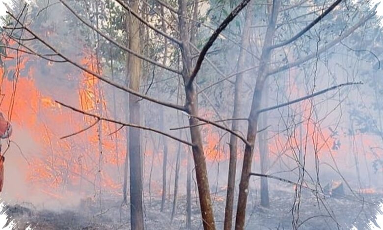 Ribuan Hotspot Picu Karhutla Kalsel Meluas, Bandara Syamsudin Noor Jadi Prioritas Utama