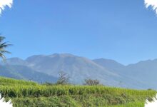 Api Membakar 0,49 Hektare di Gunung Guntur, Tegakan Hutan Tetap Aman