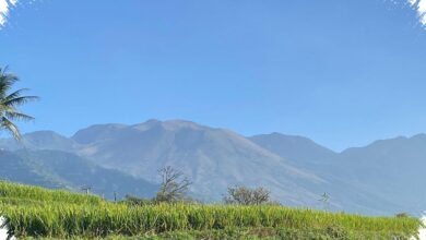 Api Membakar 0,49 Hektare di Gunung Guntur, Tegakan Hutan Tetap Aman