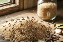 7 Cara Mengatasi Kutu Beras agar Stok Dapur Tidak Cepat Rusak