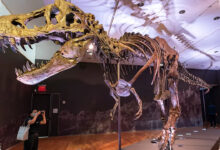 T-Rex Gus Laku Rp 906 Miliar, Rekor Fosil Baru dan Pertanyaan untuk Sains