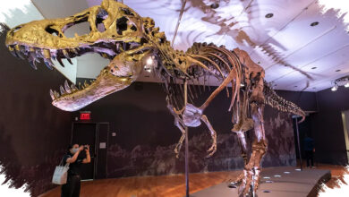 T-Rex Gus Laku Rp 906 Miliar, Rekor Fosil Baru dan Pertanyaan untuk Sains