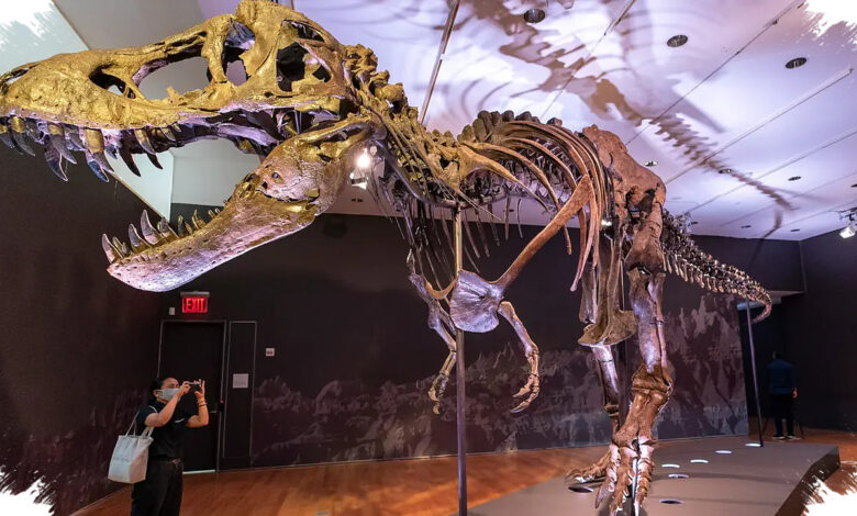 T-Rex Gus Laku Rp 906 Miliar, Rekor Fosil Baru dan Pertanyaan untuk Sains