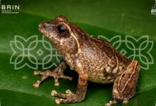 Katak Baru Lereng Merapi Terungkap, Habitat Sempitnya Jadi Alarm Konservasi