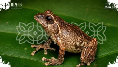 Katak Baru Lereng Merapi Terungkap, Habitat Sempitnya Jadi Alarm Konservasi