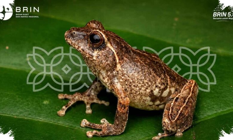 Katak Baru Lereng Merapi Terungkap, Habitat Sempitnya Jadi Alarm Konservasi