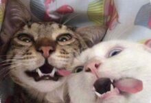 3 Tingkah Kucing yang Terlihat Lucu, tetapi Bisa Menjadi Sinyal Stres Tersembunyi