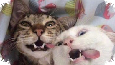 3 Tingkah Kucing yang Terlihat Lucu, tetapi Bisa Menjadi Sinyal Stres Tersembunyi