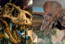 Dinosaurus Pernah Dianggap Tulang Raksasa, Tiga Fosil Mengubah Sejarahnya