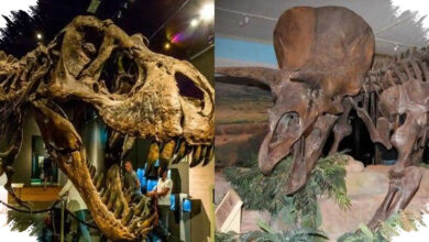 Dinosaurus Pernah Dianggap Tulang Raksasa, Tiga Fosil Mengubah Sejarahnya