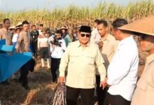 Peremajaan Tebu Mandek 12 Tahun, Prabowo Pangkas Target Empat Tahun Jadi Dua