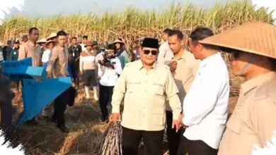 Peremajaan Tebu Mandek 12 Tahun, Prabowo Pangkas Target Empat Tahun Jadi Dua