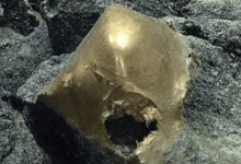 Bola Emas Misterius di Dasar Laut Alaska Ternyata Sisa Tubuh Anemon Raksasa