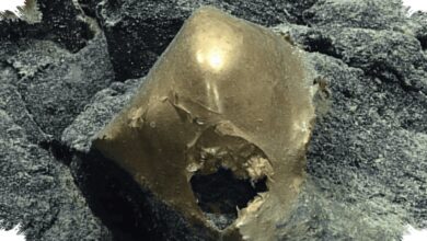 Bola Emas Misterius di Dasar Laut Alaska Ternyata Sisa Tubuh Anemon Raksasa