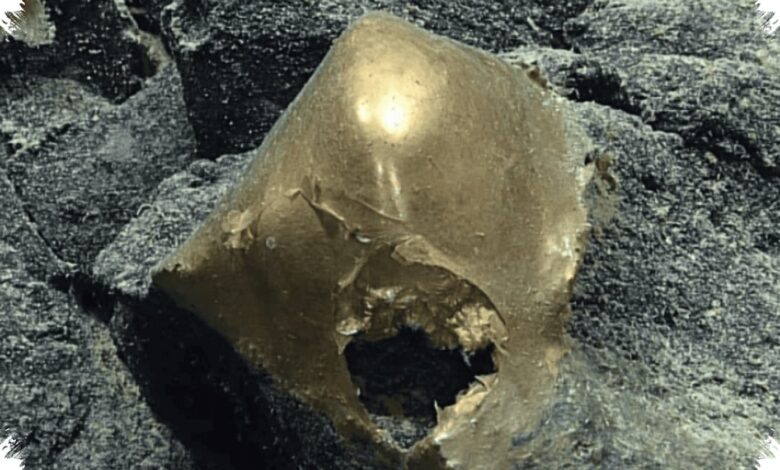 Bola Emas Misterius di Dasar Laut Alaska Ternyata Sisa Tubuh Anemon Raksasa