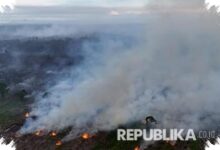 Kemarau Baru Dimulai, 37 Karhutla Menjangkau 16 Daerah di Jawa Tengah