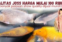 Koi Isakoi Blitar dari Rp250 Ribu hingga Monster 60 Cm, Pilihannya Menggoda