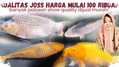 Koi Isakoi Blitar dari Rp250 Ribu hingga Monster 60 Cm, Pilihannya Menggoda