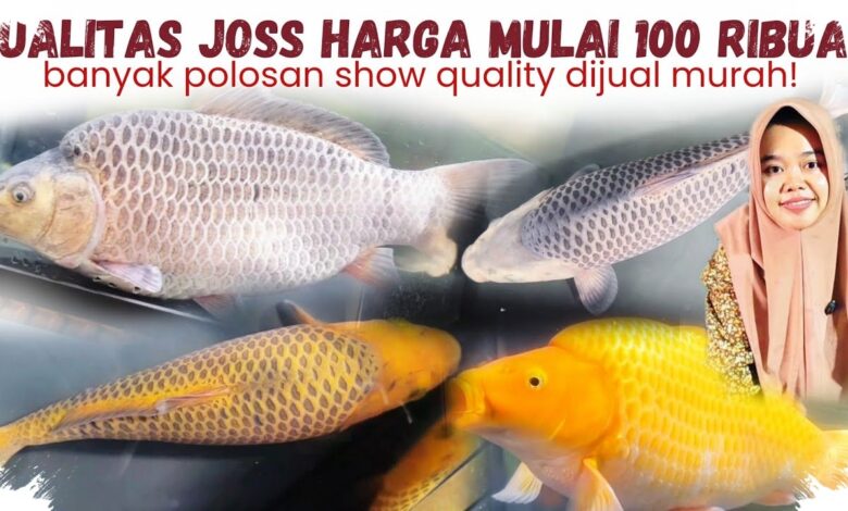 Koi Isakoi Blitar dari Rp250 Ribu hingga Monster 60 Cm, Pilihannya Menggoda