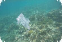 Mikroplastik Sudah Masuk ke Pangan Laut, Tekanan bagi Laut Indonesia Kian Nyata