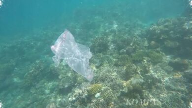 Mikroplastik Sudah Masuk ke Pangan Laut, Tekanan bagi Laut Indonesia Kian Nyata