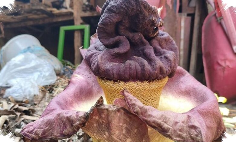 Mirip Bunga Bangkai, Umbi Suweg Bisa Jadi Pangan tapi Tak Boleh Langsung Dimakan