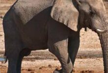 Saat Menutup Telinga, Gajah Diduga Mendengar Getaran Bumi 30 Kali Lebih Kuat