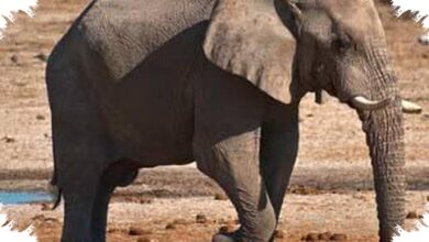 Saat Menutup Telinga, Gajah Diduga Mendengar Getaran Bumi 30 Kali Lebih Kuat