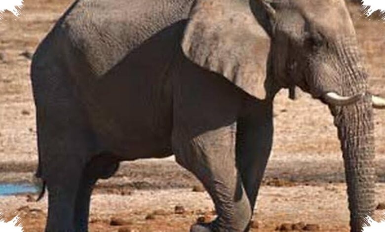 Saat Menutup Telinga, Gajah Diduga Mendengar Getaran Bumi 30 Kali Lebih Kuat