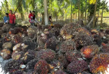 Lahan Kian Terbatas, Sawit Indonesia Dipandang Jadi Penopang Minyak Nabati Dunia