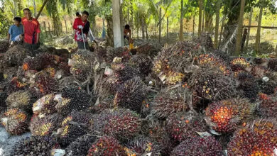 Lahan Kian Terbatas, Sawit Indonesia Dipandang Jadi Penopang Minyak Nabati Dunia