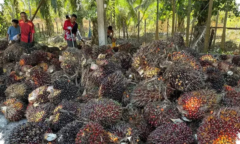Lahan Kian Terbatas, Sawit Indonesia Dipandang Jadi Penopang Minyak Nabati Dunia