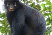 Monyet Berbibir Oranye Ini Terpisah Jutaan Tahun, Habitatnya Kini Sangat Sempit