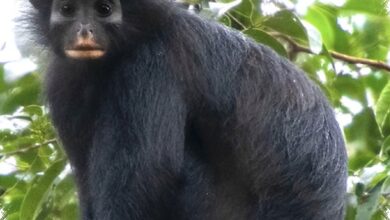 Monyet Berbibir Oranye Ini Terpisah Jutaan Tahun, Habitatnya Kini Sangat Sempit