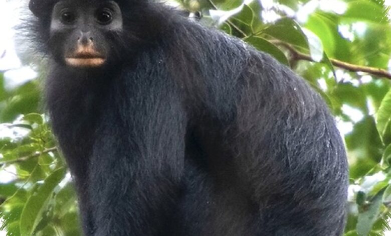 Monyet Berbibir Oranye Ini Terpisah Jutaan Tahun, Habitatnya Kini Sangat Sempit