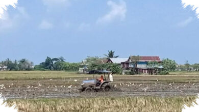 Sawah Mulai Mengering, Sidrap Kerahkan Mobil Tangki demi Cegah Gagal Panen