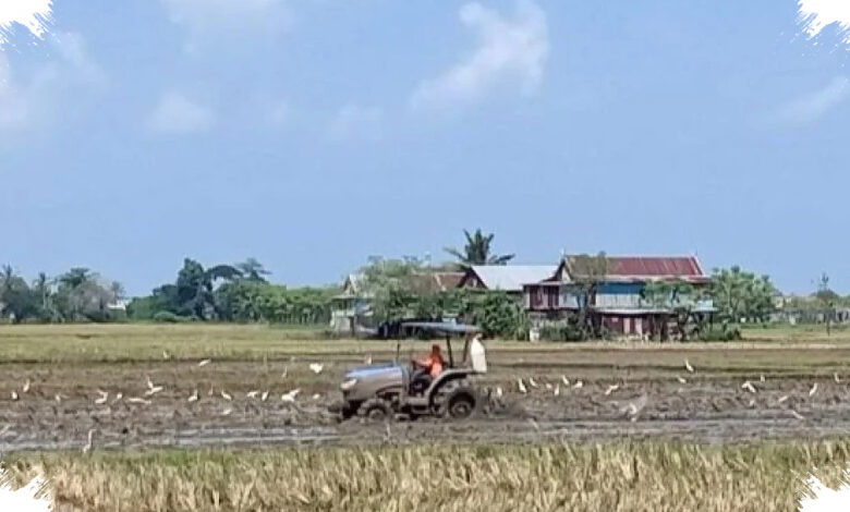 Sawah Mulai Mengering, Sidrap Kerahkan Mobil Tangki demi Cegah Gagal Panen