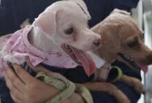 4 Tanda di Telapak Kaki Anjing yang Bisa Menjadi Sinyal Masalah Kesehatan