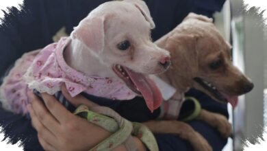 4 Tanda di Telapak Kaki Anjing yang Bisa Menjadi Sinyal Masalah Kesehatan