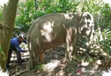 Gajah Diduga Menutup Saluran Telinga untuk Menangkap Getaran dari Tanah