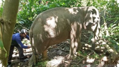 Gajah Diduga Menutup Saluran Telinga untuk Menangkap Getaran dari Tanah